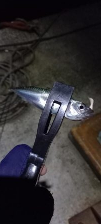 ONOKOROはサバ地獄