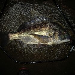 透明度は高いが