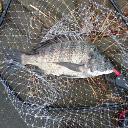 大潮の朝マヅメは楽しい