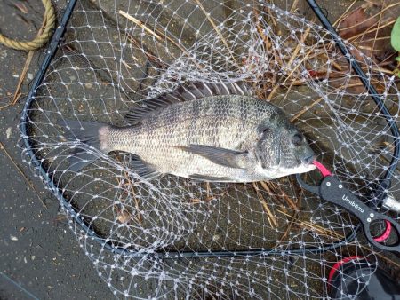 大潮の朝マヅメは楽しい