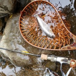 久々にデカイの出たが、、、