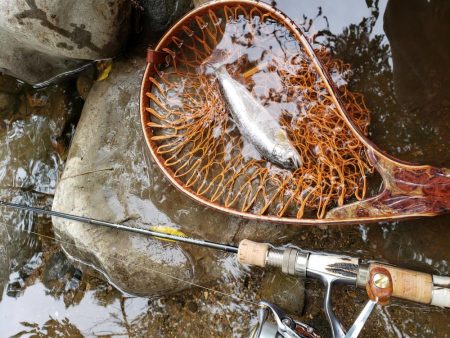 久々にデカイの出たが、、、