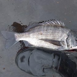 数釣りは出来たけどサイズがイマイチ