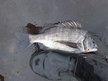 数釣りは出来たけどサイズがイマイチ