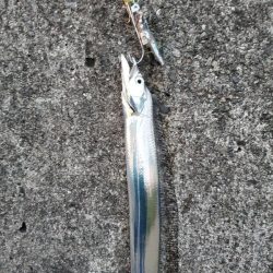 アジ祭りからのサーベリング