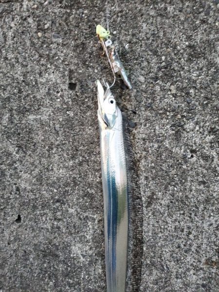 アジ祭りからのサーベリング