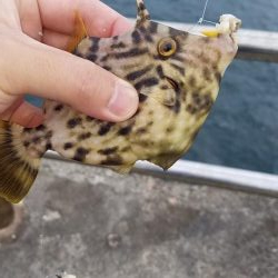 爆風でも楽しめた