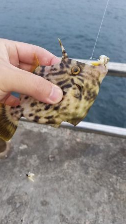 爆風でも楽しめた