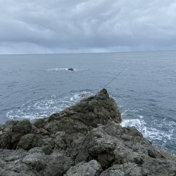 ヒラマサちゃうんかーい