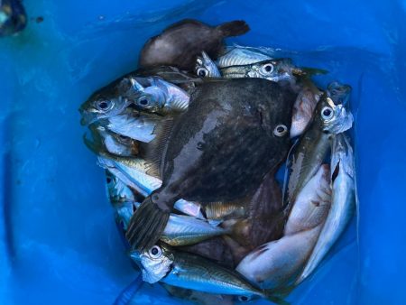 ファミリーフィッシング