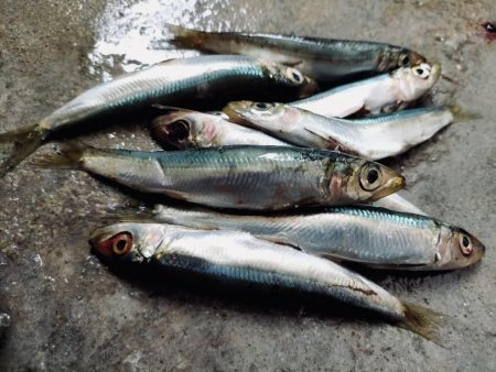 今年初タチウオGET!!