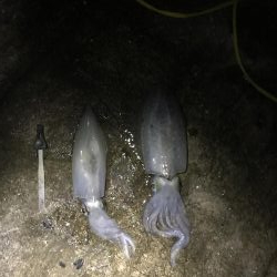 うりぼうとイカ様