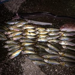 色々釣れました