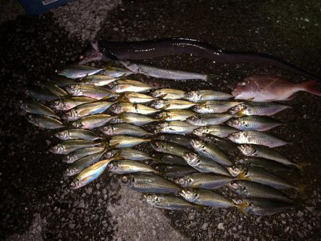 色々釣れました