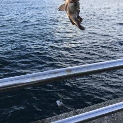 サビキ御三家行方不明