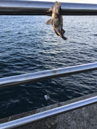 サビキ御三家行方不明