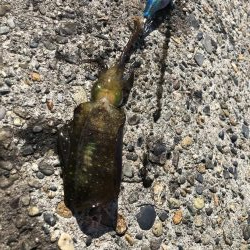 アオリイカエギング