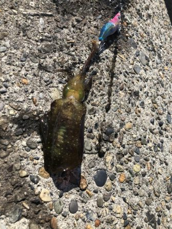 アオリイカエギング