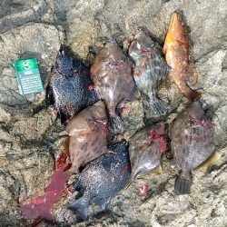 イシガキシーズン到来?