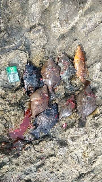 イシガキシーズン到来?