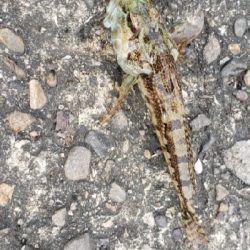 タチウオ釣りに行ったつもりが…