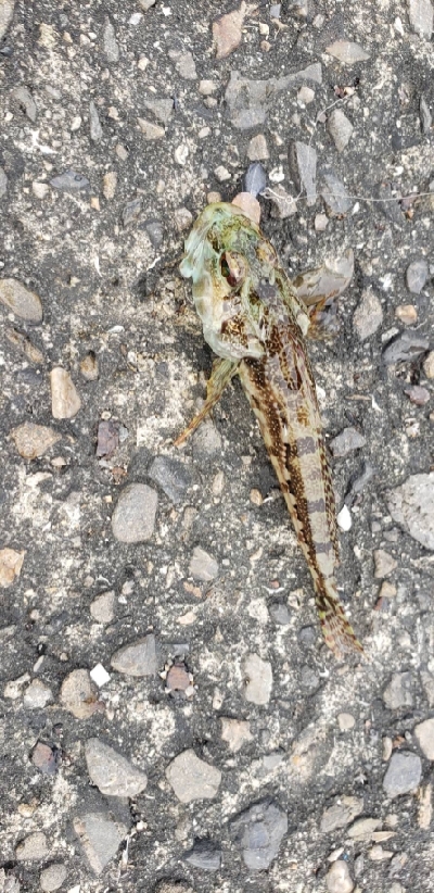 タチウオ釣りに行ったつもりが…