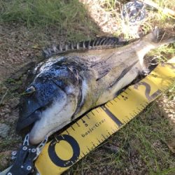 チヌ落とし込み