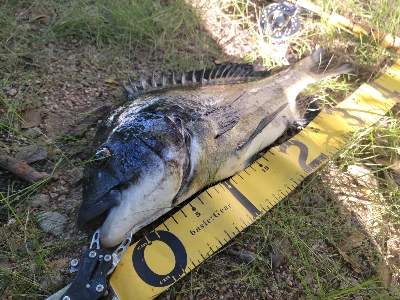 チヌ落とし込み