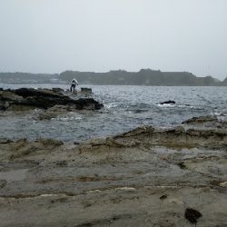 ショアジグサビキで小サバ