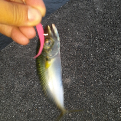 安定のガシリング