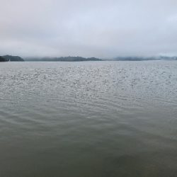 今日も色々釣れました