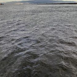 やっぱりサバしか釣れない