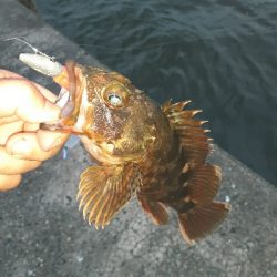 足元でくってきました