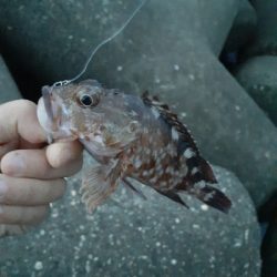 朝は根魚 夕方は太刀魚