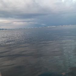 ついに今期初タチウオ