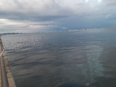 ついに今期初タチウオ