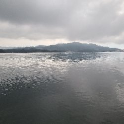 久しぶりのマゴチ