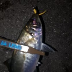 やっぱ、アジングは楽しい