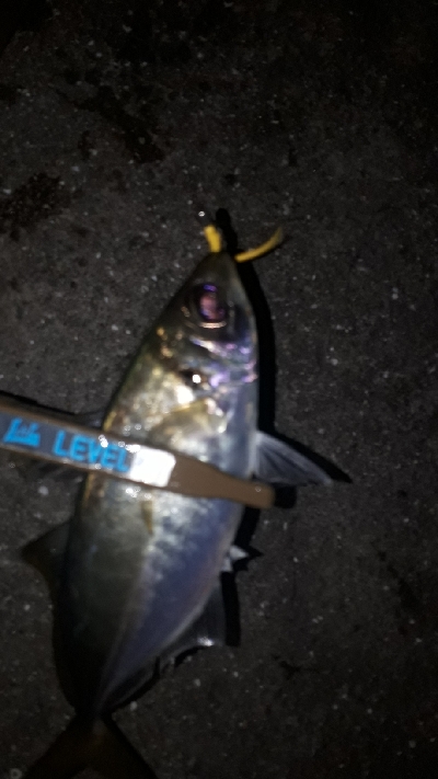 やっぱ、アジングは楽しい