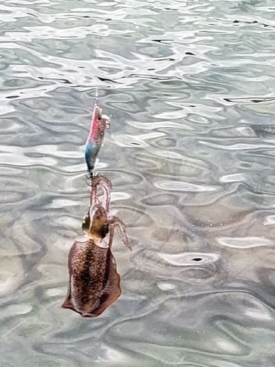 台風後だが行ってみた！
