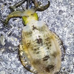 エギング　大漁