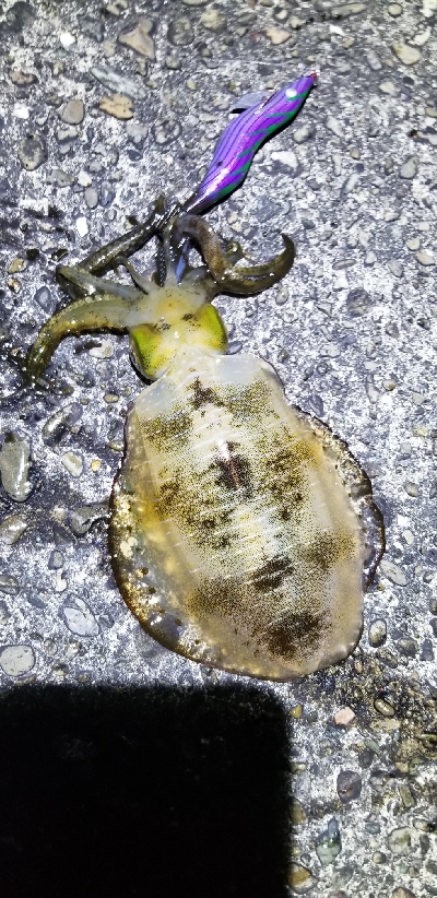 エギング　大漁