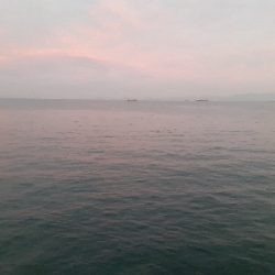 泉大津エリア、タチウオ&青物調査