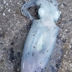 ウネリを避けて漁港内の奥へ