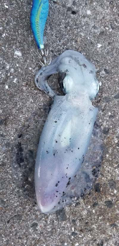 ウネリを避けて漁港内の奥へ