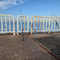 大鯖狙うも中鯖