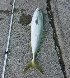 数より魚種が盛りだくさん