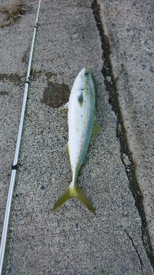 数より魚種が盛りだくさん