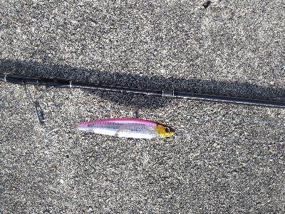 バースデーメジロ!