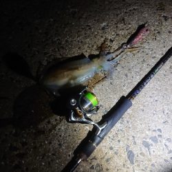 エギングしに行ったんですけど…